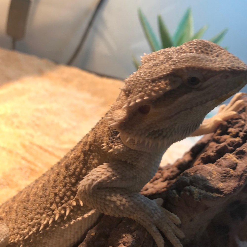 Meet your Posher, Sky